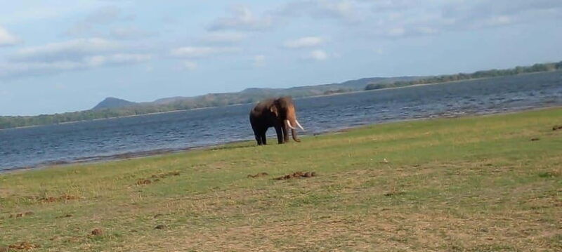 minneriya-national-park-safari