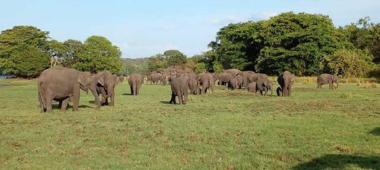 minneriya-national-park-safari