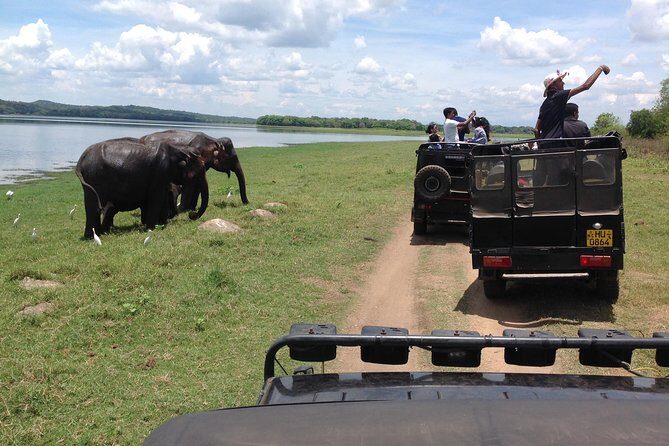 Minneriya National Park Safari Tour From Dambulla or Polonnaruwa - Discover Minneriya National Park Safari from Dambulla or Polonnaruwa