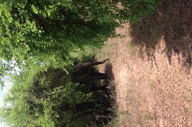 Minneriya National Park Safari Tour From Dambulla or Polonnaruwa - Key Points