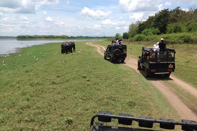 Minneriya National Park Safari Tour From Dambulla or Polonnaruwa - Authentic Experiences and Practical Tips