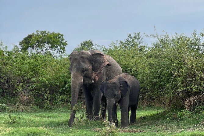 Minneriya National Park Shared 4WD Adventure - An In-Depth Look at the Minneriya National Park Shared 4WD Adventure
