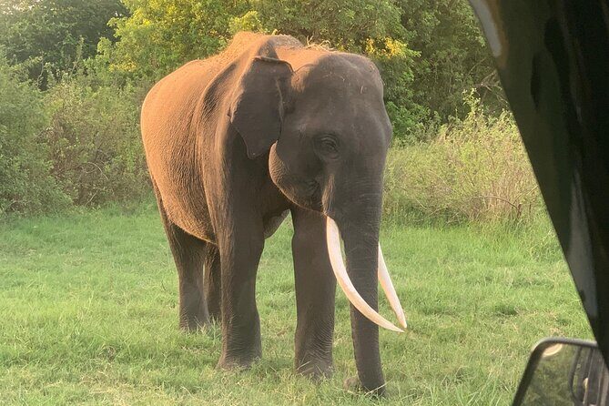 Minneriya National Park Shared 4WD Adventure - Key Points