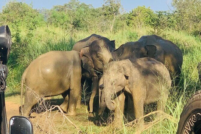 Minneriya National Park Shared 4WD Adventure - Why Travelers Love This Tour