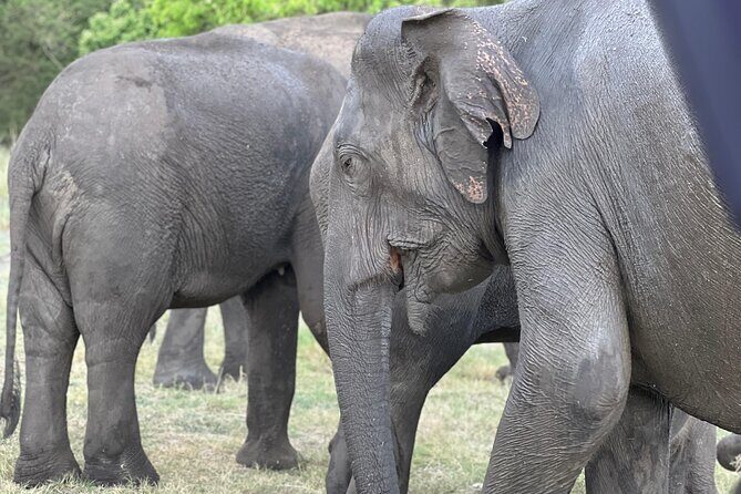 Minneriya National Park Shared 4WD Adventure - Who Should Consider This Tour