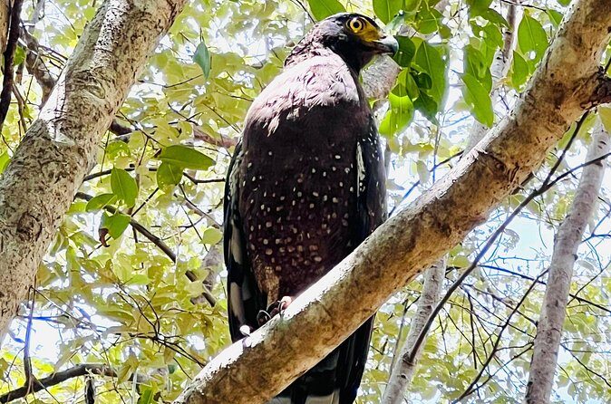 Minneriya National Park Shared 4WD Adventure - FAQ