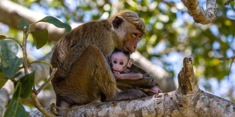 minneriya-private-jeep-safari-from-trincomalee