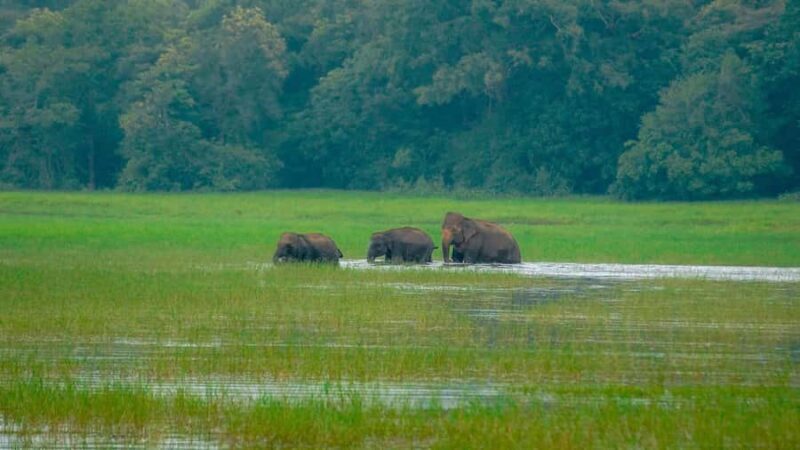 Minneriya Safari: Morning Birds or Afternoon Herds - Key Points