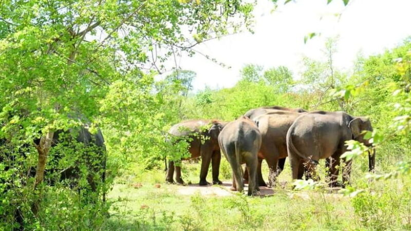 Minneriya Safari Park Private Tour From Habarana/Sigiriya - An Authentic Look at Minneriya National Park