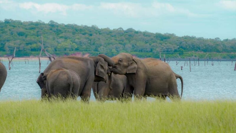 Minneriya: Twilight Safari Experience in the Land of Giants - Key Points