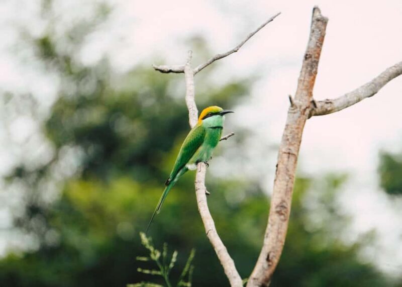 Minneriya: Twilight Safari Experience in the Land of Giants - An In-Depth Look at the Minneriya Twilight Safari