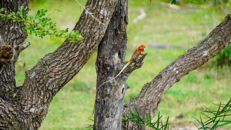 Minneriya: Twilight Safari Experience in the Land of Giants - The Sum Up