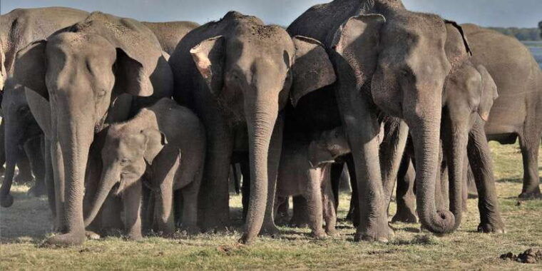 minneriya-wild-safari-and-polonnaruwa-sightseeing-day-tour