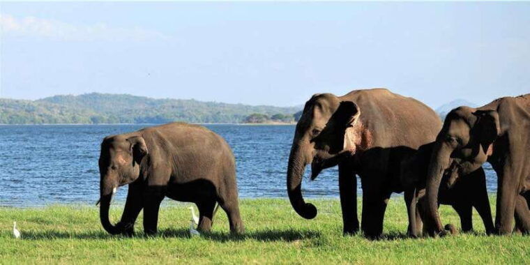 minneriya-wild-safari-and-polonnaruwa-sightseeing-day-tour