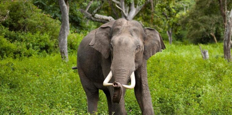 minneriyajeep-safari-from-kandy