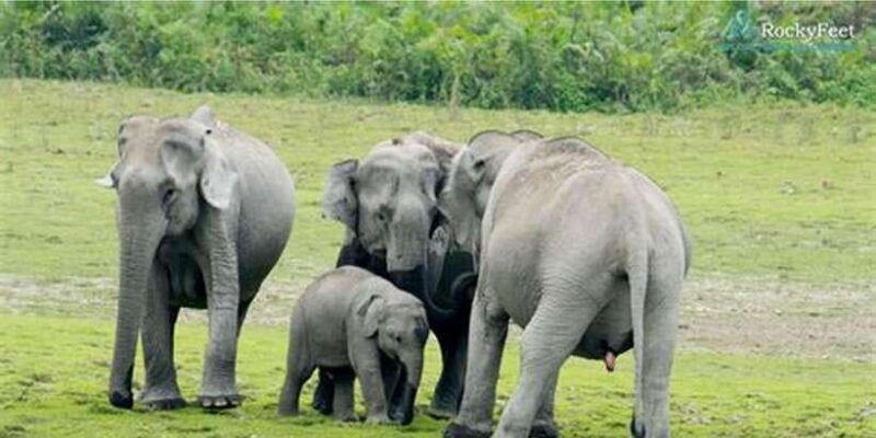 minneriyajeep-safari-from-sigiriya