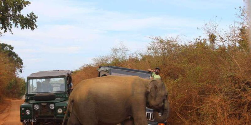 minneriyajeep-safari-from-sigiriya