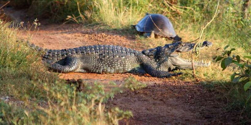 minneriyajeep-safari-from-sigiriya