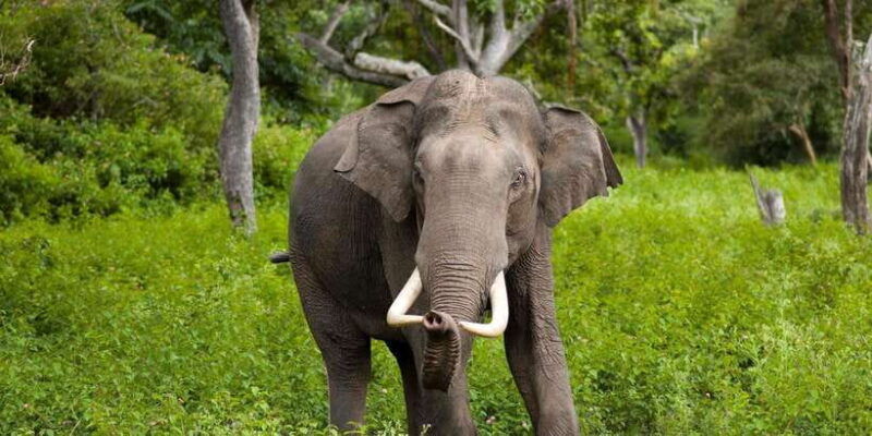 minneriyajeep-safari-from-sigiriya