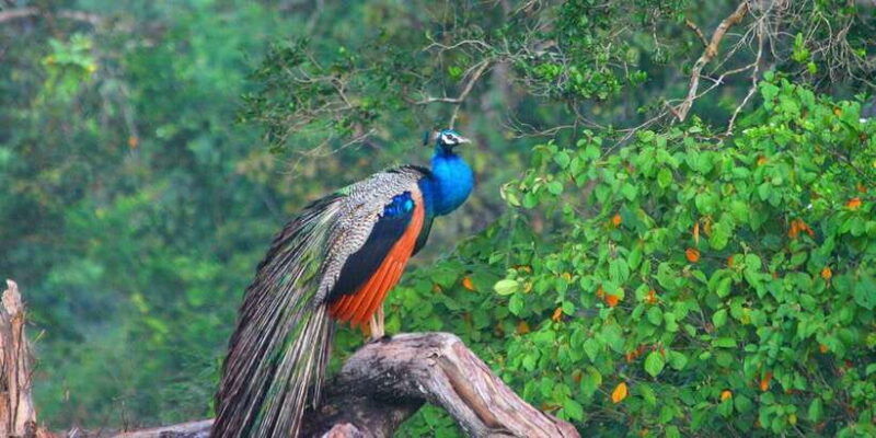 minneriyajeep-safari-from-sigiriya
