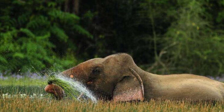 minneriyajeep-safari-from-sigiriya