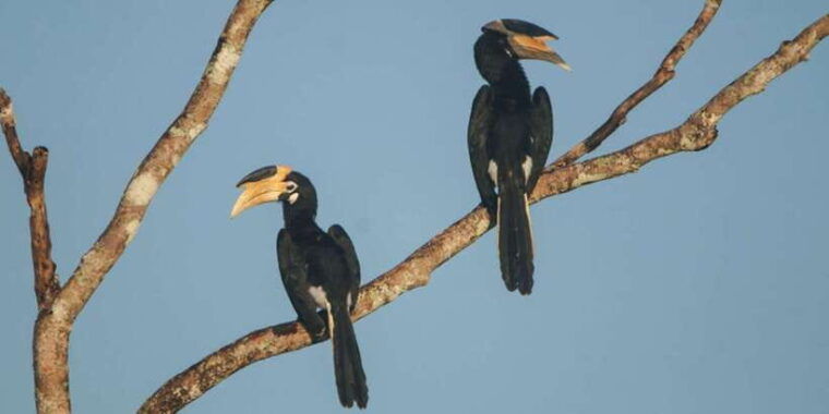 minneriyajeep-safari-from-sigiriya