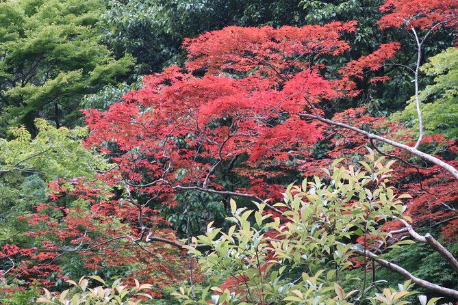minoh-waterfall-and-nature-walk-through-the-minoh-park