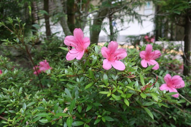 minoh-waterfall-and-nature-walk-through-the-minoh-park