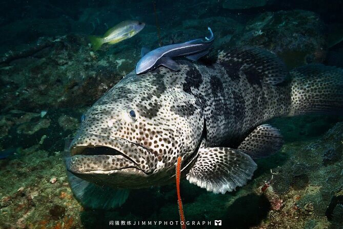 Miri Coral Reef Day Dive - An In-Depth Look at the Miri Coral Reef Day Dive Experience