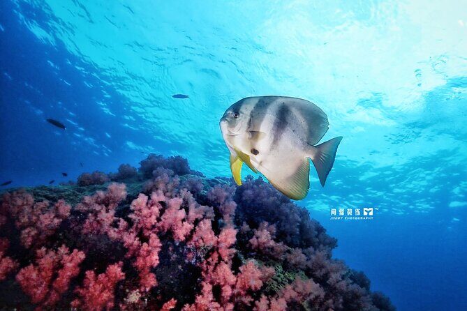 Miri Coral Reef Day Dive - Why This Tour Is a Great Choice