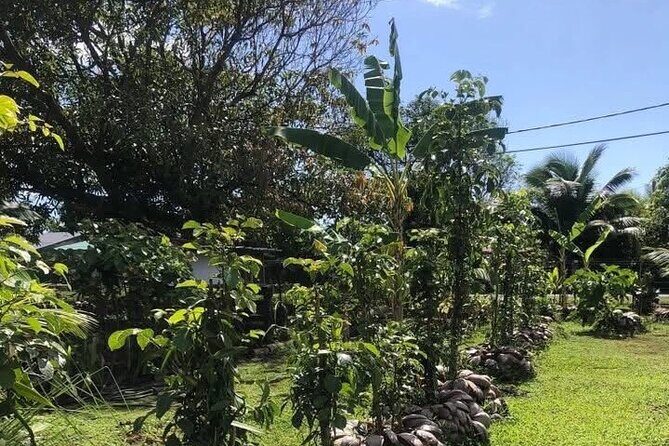 Mirimiri Tours - A Deep Dive into the Mirimiri Tours Experience