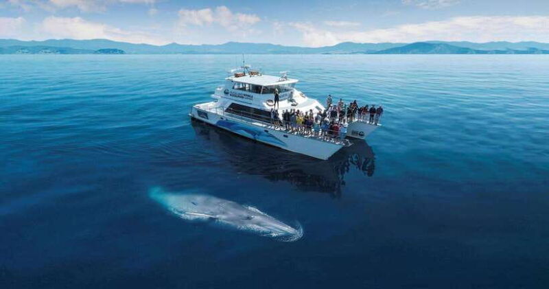 mirissa-blue-whale-watching-tour-a-majestic-adventure-day