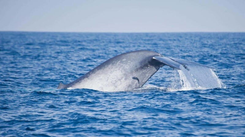 mirissa-blue-whale-watching-tour-a-majestic-adventure-day