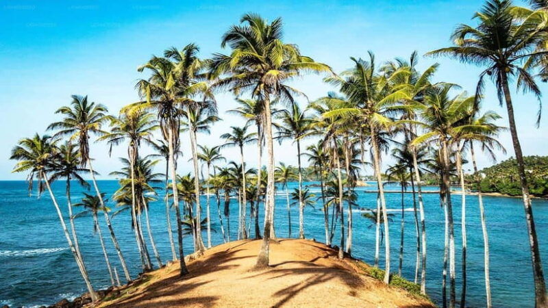 mirissa-blue-whale-watching-tour-a-majestic-adventure-day