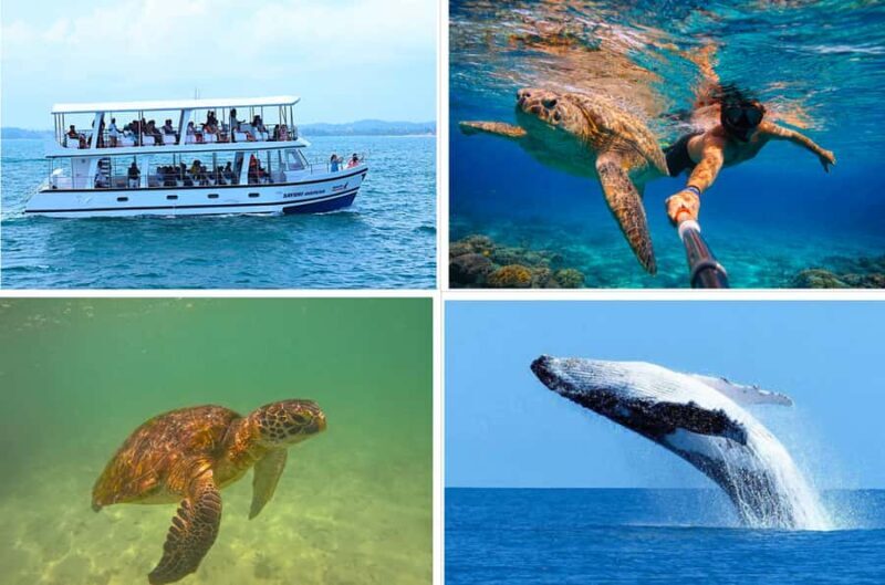 Mirissa: Blue Whale Watching & Turtle Snorkeling Combo Tour - Key Points