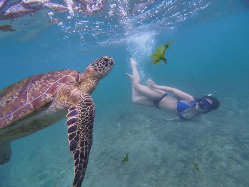 Mirissa: Coral Coast Divers Snorkeling Tour with Turtles - Key Points