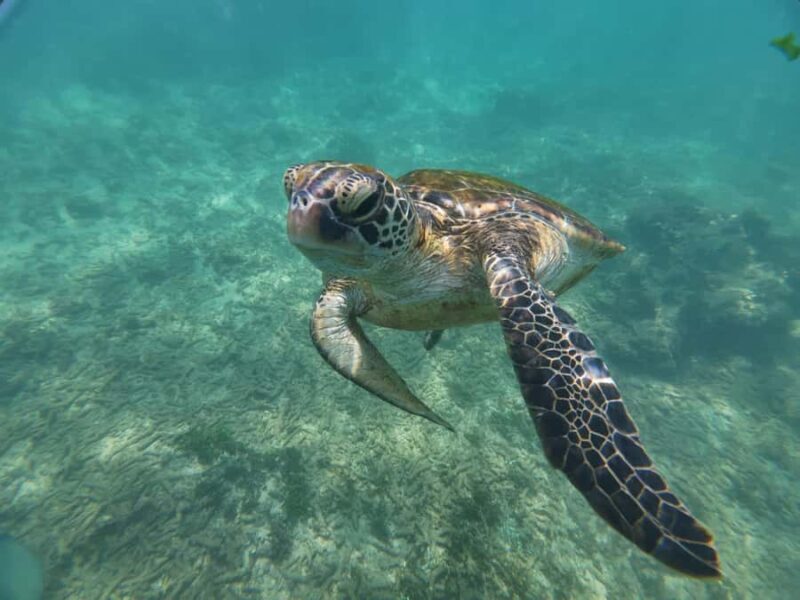 Mirissa: Coral Coast Divers Snorkeling Tour with Turtles - What To Expect in More Detail