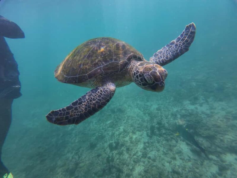 Mirissa: Coral Coast Divers Snorkeling Tour with Turtles - Value for Money