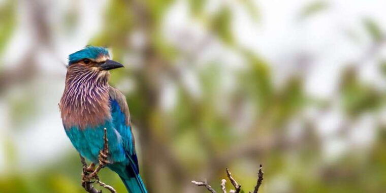 mirissa-galle-hikkaduwa-transfer-to-ella-udawalawa-safari