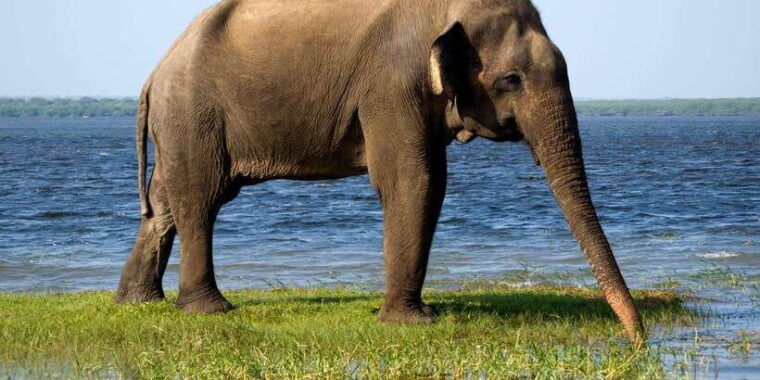 mirissa-galle-hikkaduwa-transfer-to-ella-udawalawa-safari