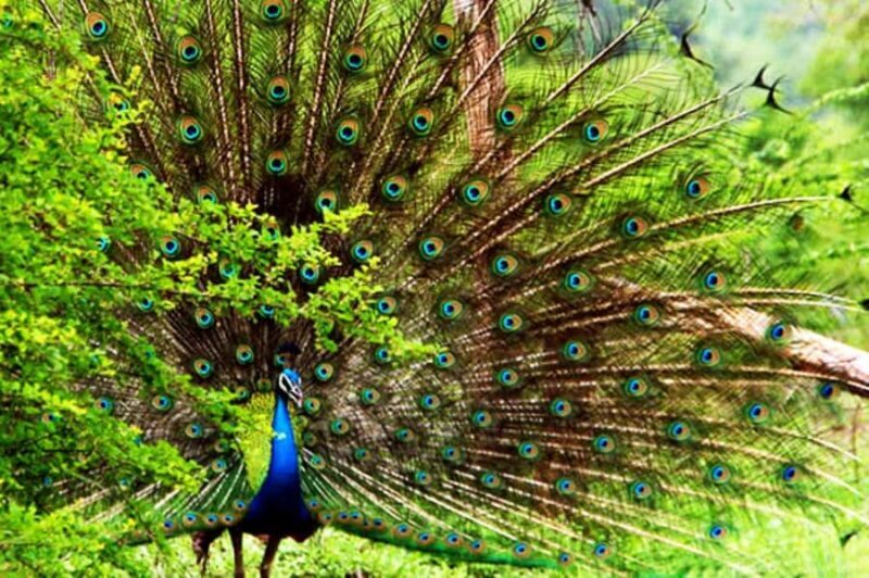 Mirissa/Galle: Private Udawalawe Safari & Transfer to Yala - Practical Considerations