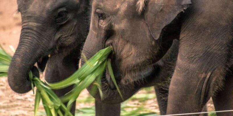 mirissa-galle-transfer-to-ella-yala-udawalawa-safaris