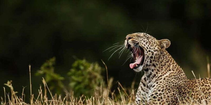 mirissa-galle-transfer-to-ella-yala-udawalawa-safaris