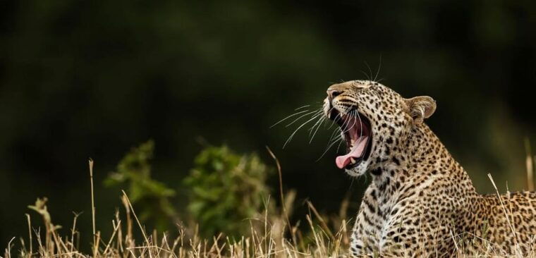 mirissa-galle-transfer-to-ella-yala-udawalawa-safaris