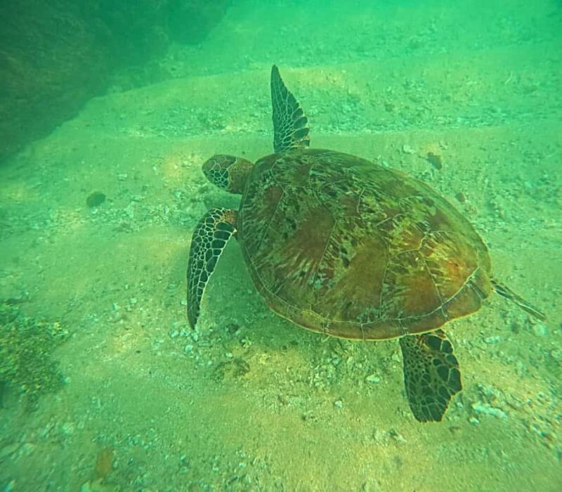 Mirissa: Guided Turtle Snorkeling Experience with Coral Reef - Introduction