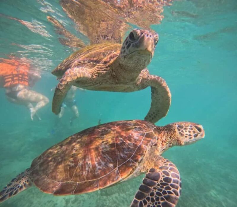 Mirissa: Guided Turtle Snorkeling Experience with Coral Reef - Who Should Book This Tour?