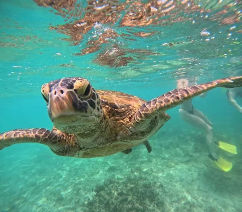 Mirissa: Guided Turtle Snorkeling Experience with Coral Reef - Additional Information