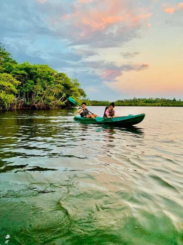 Mirissa: Kayak Safari Adventure Through Mangrove - Introducing the Experience
