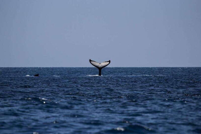 mirissa-luxury-sailing-boat-dolphin-and-whale-watching