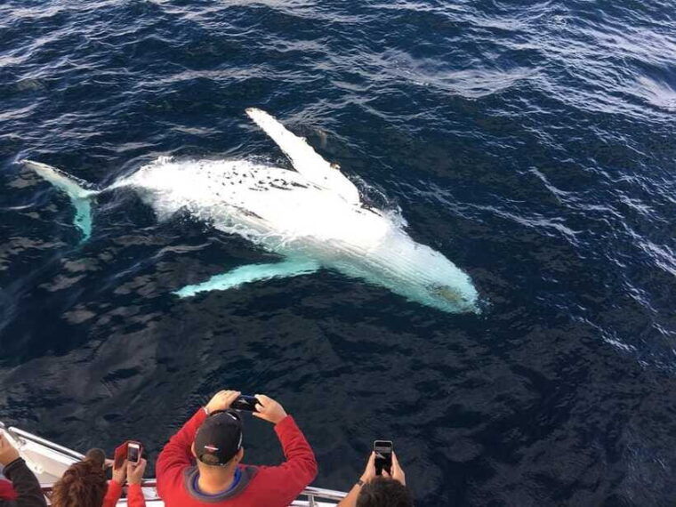 mirissa-luxury-sailing-boat-dolphin-and-whale-watching
